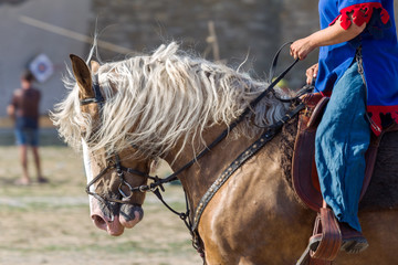 Horse head close up. Harnessed thoroughbred stallion. Breeding stallion. Concept equestrian...