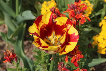 Monet's Garden, Flowers of Giverny