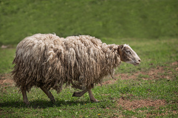 Obraz premium Sheep in the pasture on spring