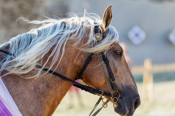 Horse head close up. Harnessed thoroughbred stallion. Breeding stallion. Concept equestrian...