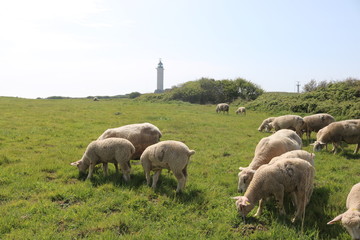 Peaceful Cap Blanc-Nez and Sheeps