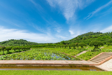 Lotus fields under the blue sky, 