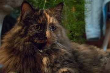 Naklejka na ściany i meble Portrait of brown fluffy long hair cat
