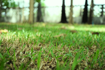 Leaves and lawns in tropical gardens