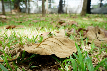 Fototapeta premium Leaves and lawns in tropical gardens