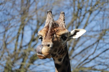 Girafe