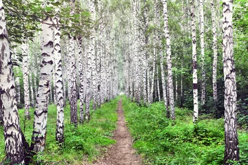 Foto op Plexiglas Zomerlandschap met berkenbos. Pad in het midden van bomen © kobzev3179