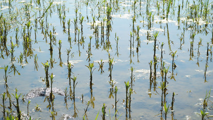 a shallow lake in the catotrom reflects the sky, a beautiful natural background