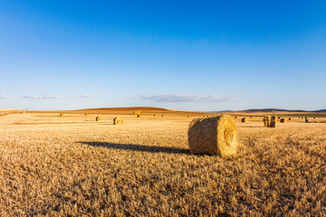 FIELDS LANDSCAPE WITH STRAW RULES AFTER THE HARVEST AND HORIZON OF BLUE SKY