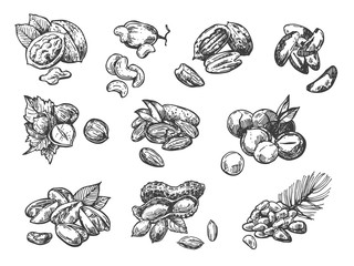 Nuts set sketch style food illustrations. Hand drawn beautiful pictures