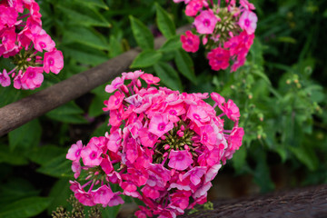 Blooming pink flowers phlox paniculata