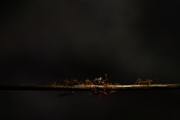 fire ants walking on dired tree branch against dark backgroun.