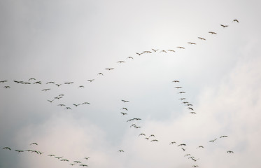 flock of storks in the sky