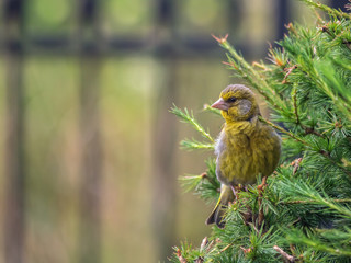 Greenfinch sitting on larch tree