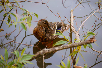 Duck in pond