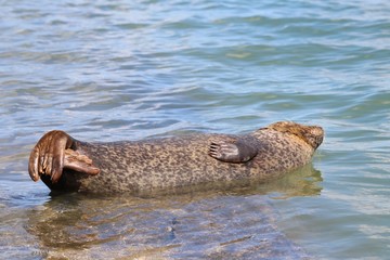 Fototapeta premium Phoque