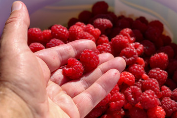 Harvest fresh raspberries in July. Sweet red raspberry