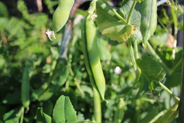 Greenshaft Peas