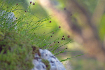 Purple flowers on the side of a rock