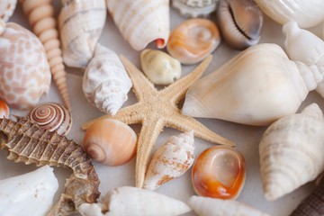 Seashells and starfish background. Lots of different seashells piled together. 