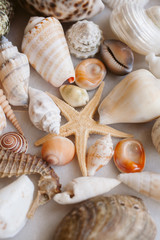 Seashells and starfish background. Lots of different seashells piled together. 