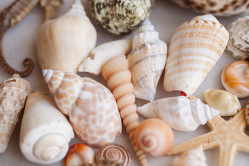 Seashells and starfish background. Lots of different seashells piled together. 