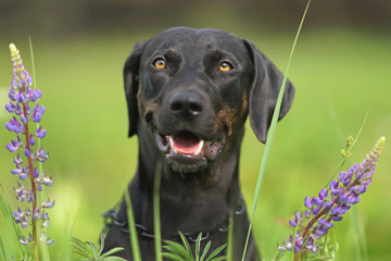 The portrait of a happy black with brindle trim Louisiana Catahoula Leopard dog posing outdoors with violet lupine flowers in summer