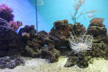 coral reef with tropical fish