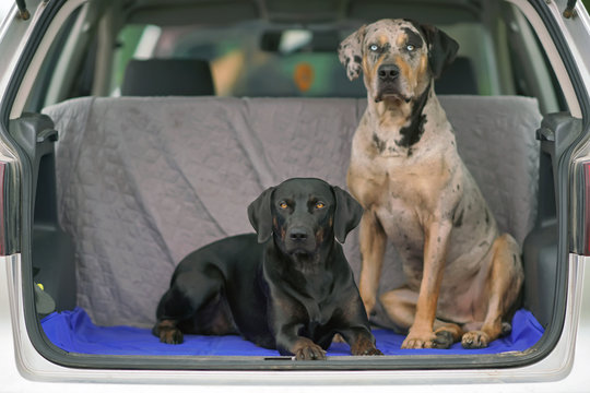 Black with brindle trim and gray leopard Louisiana Catahoula Leopard dogs posing together in a car trunk