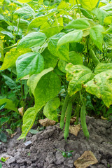 Garden beds of beans, fresh green organic young vegetables from the garden