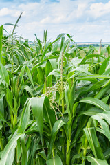 Tall green leaves of young corn in the garden, corn ripening in summer