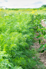 Rows of green carrot tops on the garden beds , ripening carrots in the summer in the garden