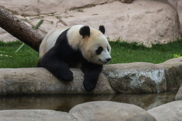 Fototapeta premium Panda or bamboo bear is one of the cutest animals in the world