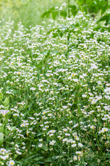 Obraz na płótnie Canvas Field camomiles closeup on a meadow in a village, summer outdoor recreation