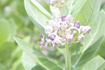 Calotropis flower background, Crown flower, Star flower.