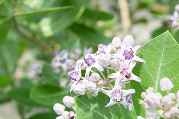 Calotropis flower background, Crown flower, Star flower.