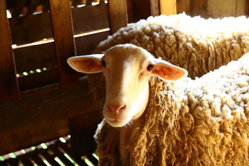 Sheep at the Farm