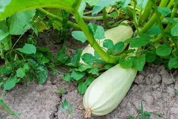 Garden beds with organic vegetables , zucchini close up, ripening zucchini in the village