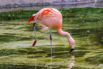 Zoo de la Flèche - Flamant Rose