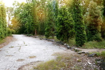 road in forest