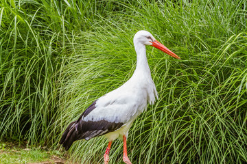 Zoo de la Flèche - Cigogne