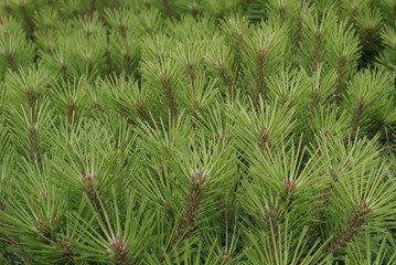 Fototapeta premium Many pine branches are background