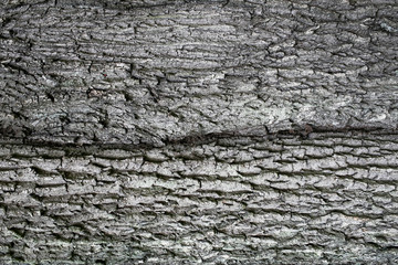 Gray natural tree bark texture. Big, old tree dry wood closeup pattern background.