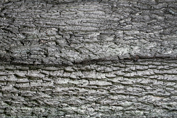 Gray natural tree bark texture. Big, old tree dry wood closeup pattern background.