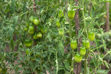 Green tomatoes grow in the garden. Unripe vegetables. Growing tomatoes at home