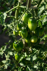 Green tomatoes grow in the garden. Unripe vegetables. Growing tomatoes at home