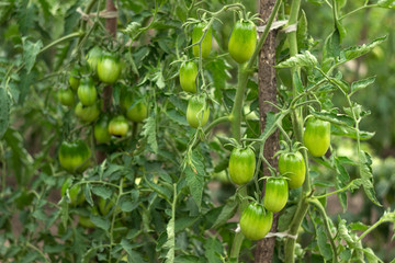 Green tomatoes grow in the garden. Unripe vegetables. Growing tomatoes at home