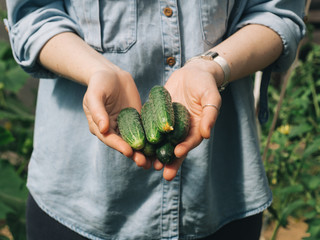 Naklejka na ściany i meble Fresh cucumbers in female hands. Unrecognizable young hipster woman in denim shirt holding organic cucumbers in her hands in vegetable garden. Natural daylight