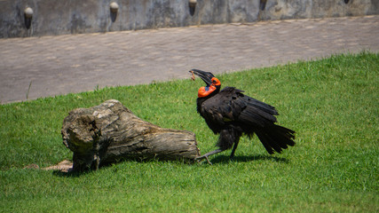 Bird feeding on a log