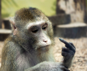 monkey look on his finger, animal show fuck sign